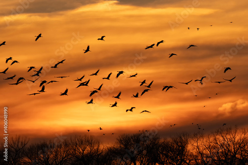 Sandhill cranes at sunset; Crane Trust; Nebraska 