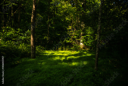 Pool of Light Fills Grassy Patch In Dark Forest