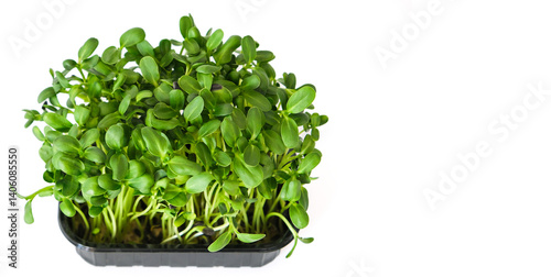 Microgreens of sunflower seeds on a white background. Concept of proper nutrition, healthy lifestyle.