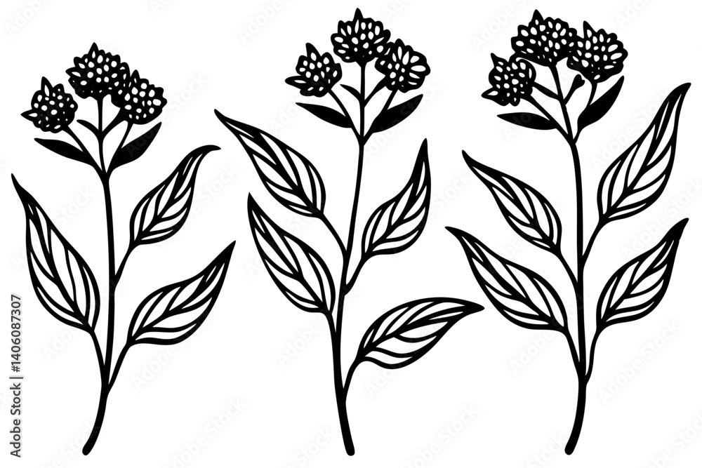 Milkweed Simple Botanical Vector Milkweed Simple Botanical Vector