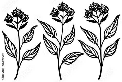 Milkweed Simple Botanical Vector