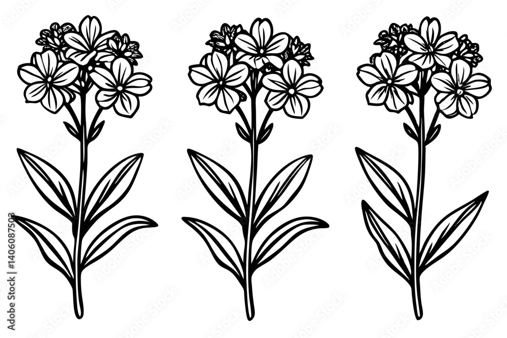 Matthiola Simple Vector Flower Matthiola Simple Vector Flower