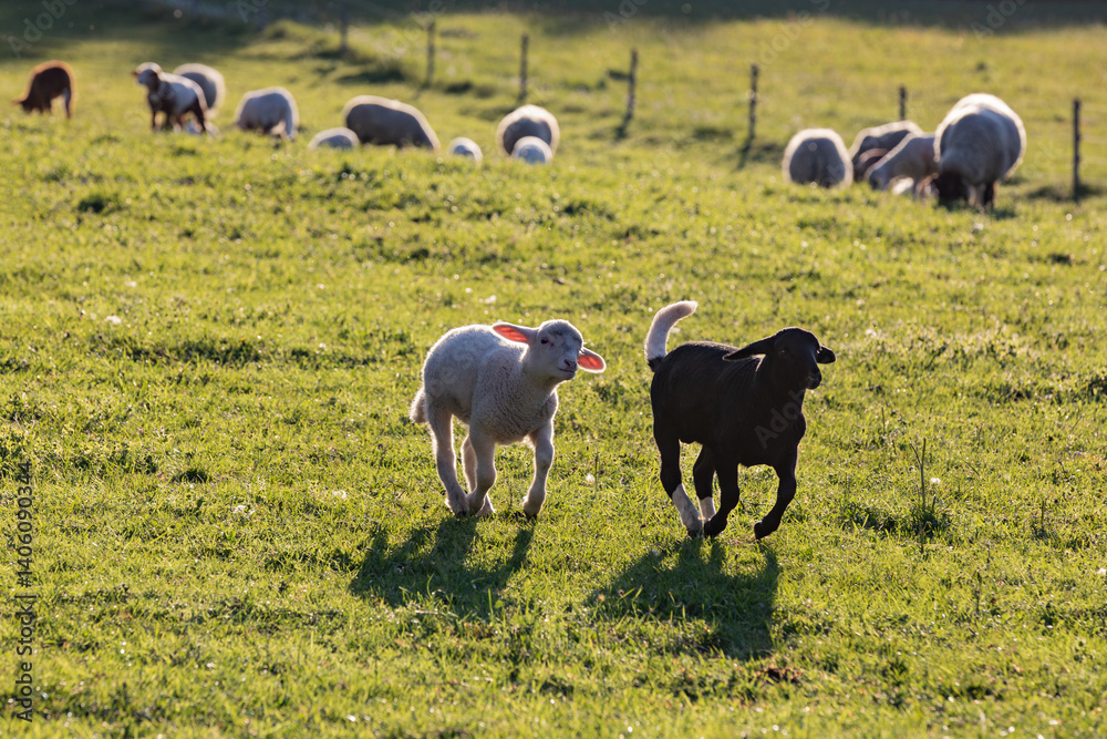 Fototapeta premium sheep_friends