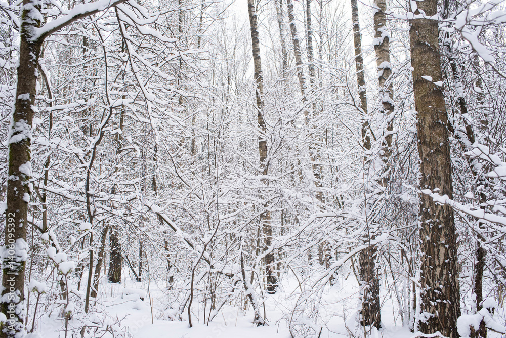 Fototapeta premium Snowy winter forest. Winter in Moscow.