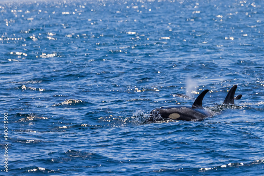 Fototapeta premium シャチ