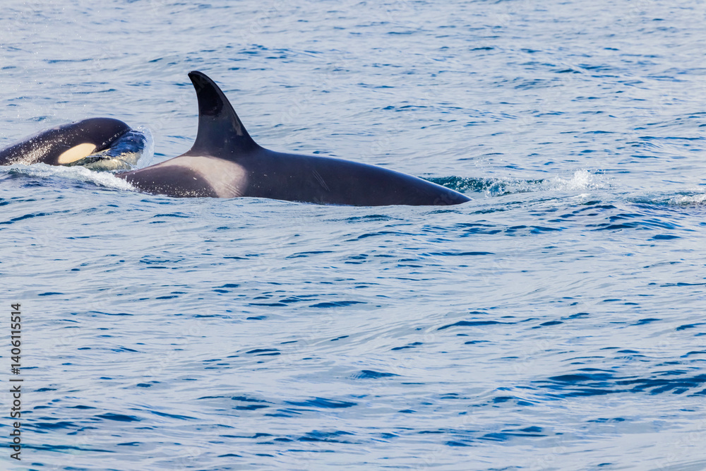 Fototapeta premium シャチ