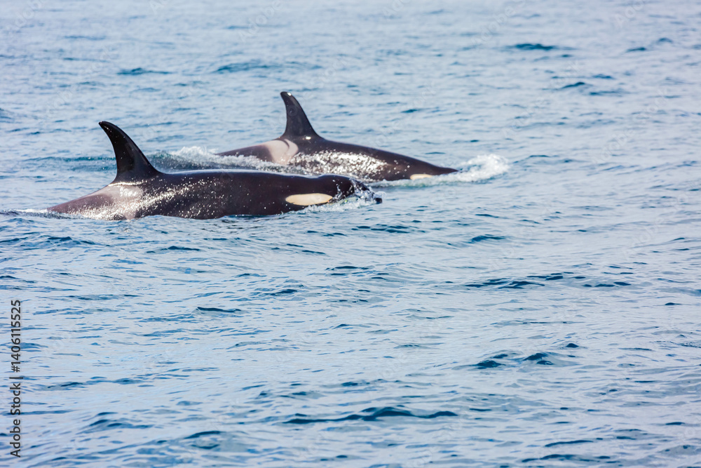 Fototapeta premium シャチ