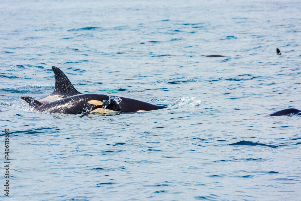 Fototapeta premium シャチ