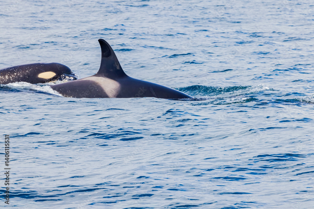 Fototapeta premium シャチ
