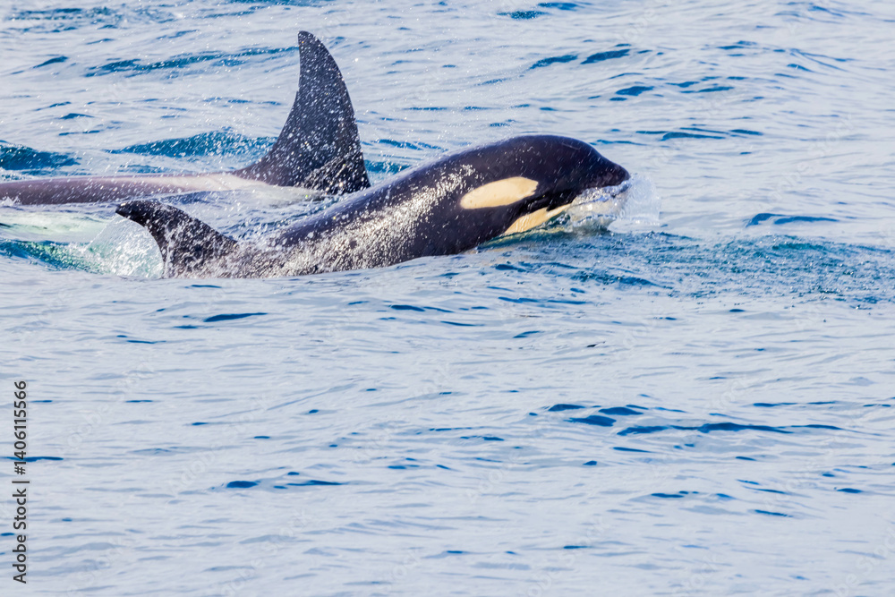 Fototapeta premium シャチ