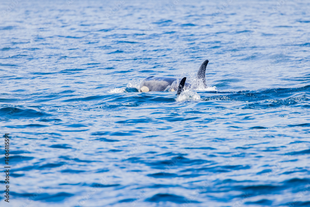 Fototapeta premium シャチ