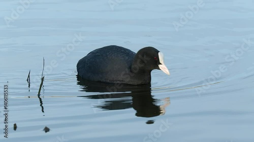 eurasian coot bird swim dive on water mirror surface wildlife sanctuary natural world norway