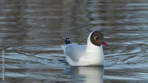 black headed gull pair swim fly away Chroicocephalus ridibundus bird sanctuary norway ambient audio