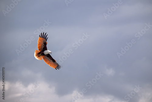 White bellied sea eagle, Icthyophaga leucogaster, coastal bird of prey, isolated in flight against cloudy sky, Australian native