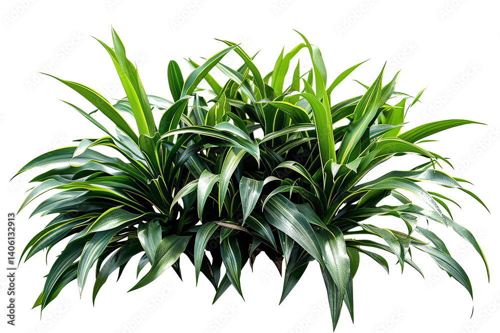 Fototapeta premium Lush, vibrant foliage featuring smooth, striped leaves in a cluster, isolated against a transparent background