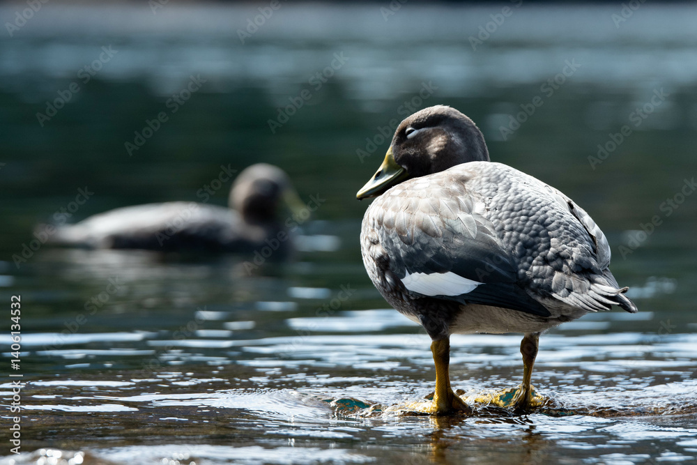 Fototapeta premium great crested grebe