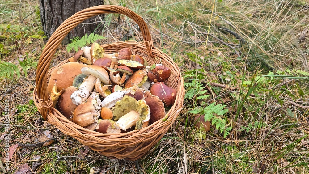 Assorted Wild Mushrooms in a Basket – Foraging in Dresden Heath, Germany
Assorted Wild Mushrooms in a Basket – Foraging in Dresden Heath, Germany