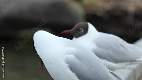 black headed gull pair portrait windy day Chroicocephalus ridibundus bird sanctuary norway