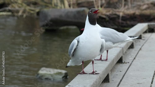 black headed gull pair at pier call noisy Chroicocephalus ridibundus bird sanctuary norway