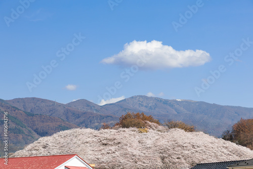 春の松本、弘法山古墳一面に咲く満開の桜の花