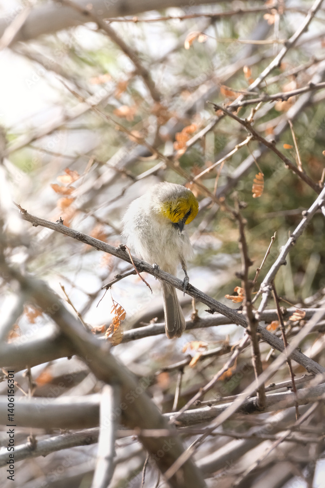 Verdin bird preening its feathers in the morning sun Verdin bird preening its feathers in the morning sun