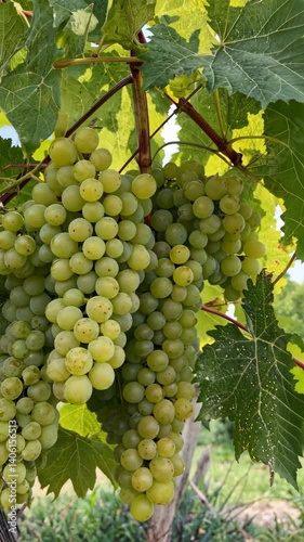 Wallpaper Mural Closeup of green grape bunches ripening on the vine, surrounded by leaves in a vineyard on a sunny day. Torontodigital.ca