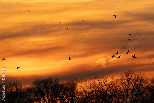 Sandhill cranes at sunset; Crane Trust; Nebraska 