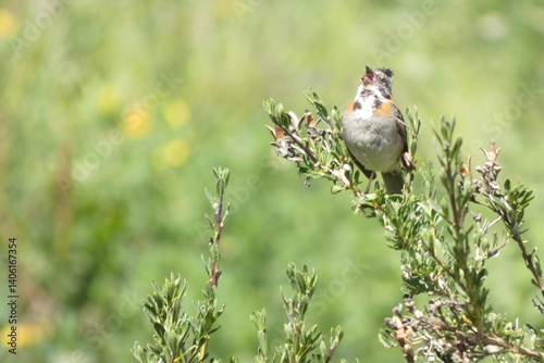 ave silvestre, al aire libre , de dia, hermoso, gorrión, al aire libre, oservación de aves, viaje, web redes, digital