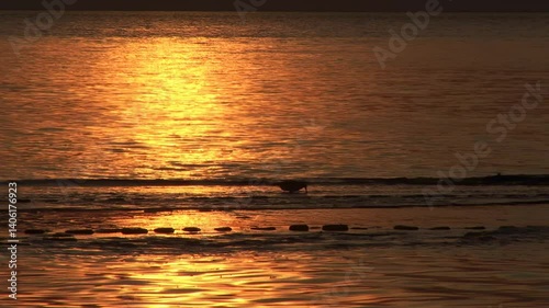 A Bird Walking Along the Shore at Sunset