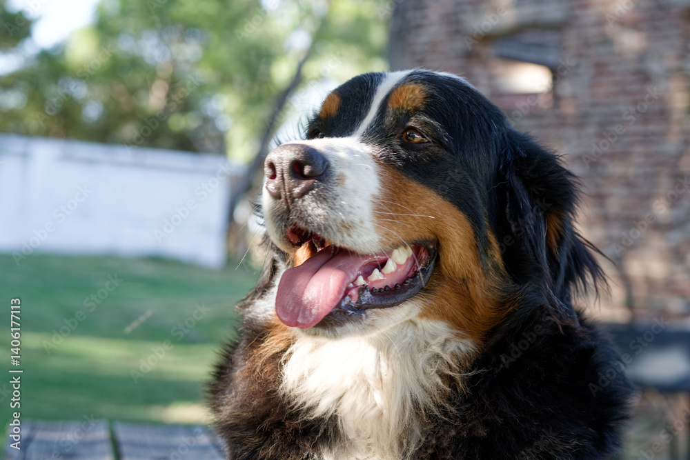 Female Bernese Mountain Dog face Copy space Female Bernese Mountain Dog face Copy space