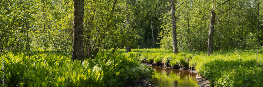 Summer forest landscape. Wide panorama with a small river in the forest. On the banks of the river, ferns grow among the trees. Beautiful panoramic natural background.