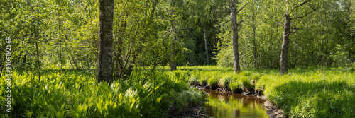 Obraz na płótnie Summer forest landscape. Wide panorama with a small river in the forest. On the banks of the river, ferns grow among the trees. Beautiful panoramic natural background. w salonie
