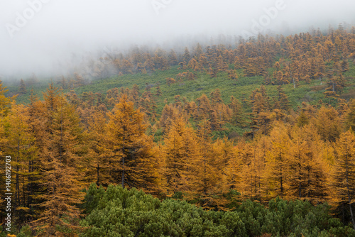 Obraz na płótnie Beautiful autumn landscape. View of the autumn larch forest in the mountains. Larch trees with yellow crowns and thickets of evergreen dwarf pine on the mountain slope. Low cloud cover. Foggy weather. w salonie
