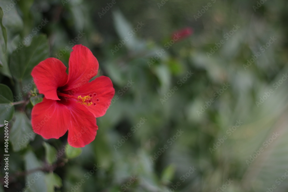 Chinese hibiscus, China rose, Hawaiian hibiscus, rose mallow and shoeblack plant, red flower on blurred green background. Copy space. A lot ot space for text in the right 