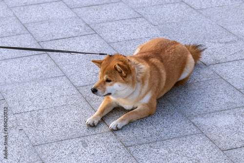 Shiba inu dog lying down on pavement, refuses to walk. Doesn't want to leave embankment. Portrait outdoors for pet shop, animal shelter advertising, veterinary clinic service.