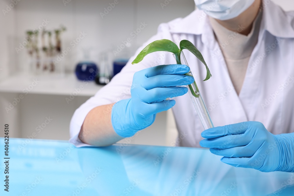Fototapeta premium Biochemistry. Scientist working with plant at blue table in laboratory, closeup