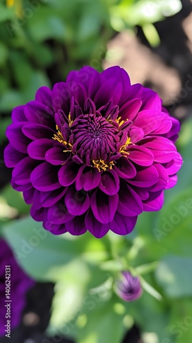 Vibrant Purple Dahlia with Yellow Stamen, Detailed Petals on a Floral Background
