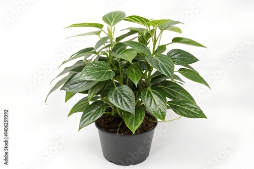potted Piper betle isolated on white background