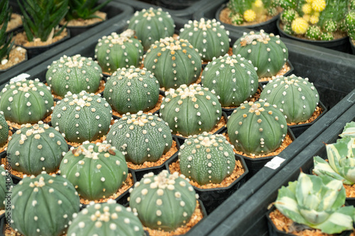 Obraz na płótnie Showcasing cactus collections a close-up of nature's beauty a local nursery greenhouse w salonie