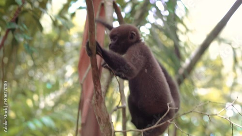 Wildlife: Churuco Monkey in Leticia, Amazonas, Colombia. Experience the mesmerizing world of Leticia, nestled in the heart of the Amazon rainforest in Colombia