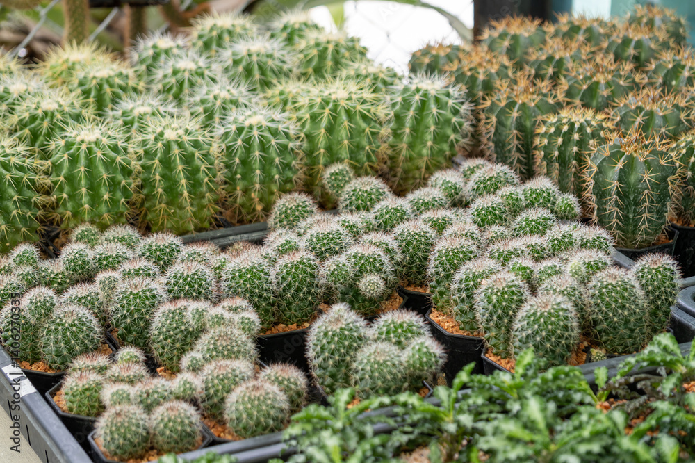 Vibrant indoor cactus garden a close-up view of nature's beauty a nursery collection Vibrant indoor cactus garden a close-up view of nature's beauty a nursery collection