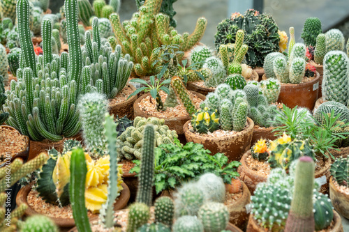 Exploring cacti aesthetics botanical garden's diverse plant variety display