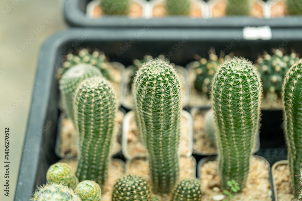 Cactus growth showcase greenhouse nature indoor close-up botanical beauty