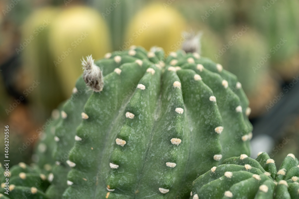Vibrant cactus growth a desert nursery nature's resilient beauty explored Vibrant cactus growth a desert nursery nature's resilient beauty explored