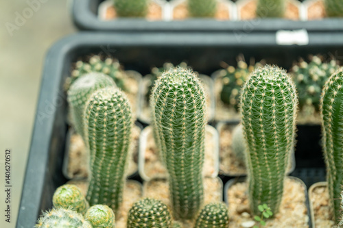 Obraz na płótnie Cactus growth showcase greenhouse nature indoor close-up botanical beauty w salonie