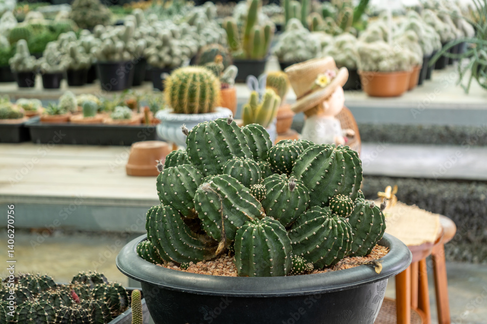 Indoor environment cactus showcase botanical center plant display inspiration