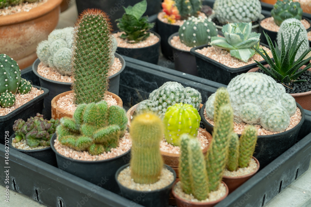 Showcasing vibrant cactus collections an indoor botanical display at the garden center