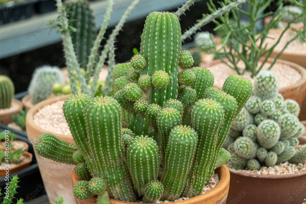 Vibrant cactus collection botanical garden nature indoor environment close-up plant aesthetics