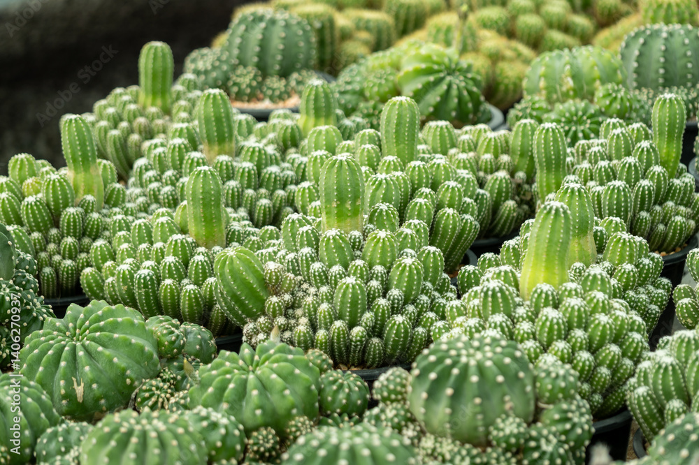Cactus garden oasis desert landscape nature serene environment close-up viewpoint