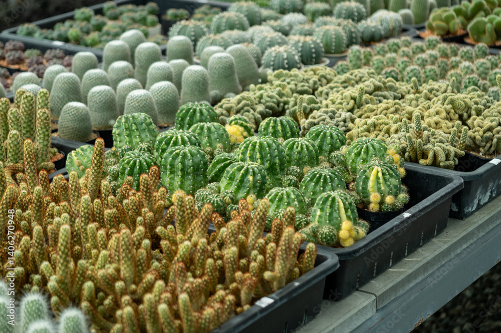 Vibrant cactus showcase a greenhouse nature desert environment close-up view